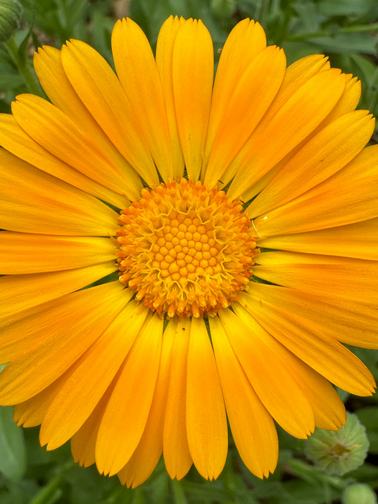 Calendula Balm